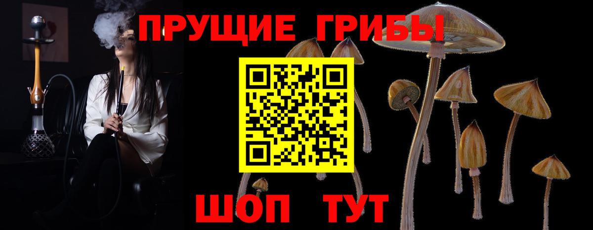 Заволжье  Псилоцибиновые грибы Cubensis  Вход с VPN 